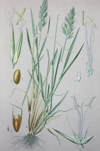 Sweet vernal grass (Anthoxanthum odoratum)