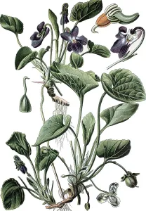Sweet Violet (Viola odorata), a medicinal plant