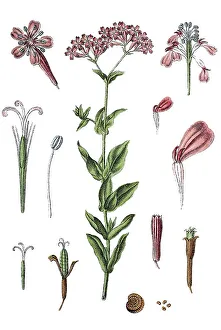 Sweet William Catchfly or Not-so-pretty (Silene armeria)