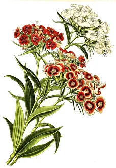 Sweet william (Dianthus barbatus)