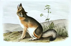 Swift fox (Vulpes velox), a fox species