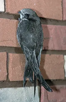 Swift, Hesse, Germany (Apus apus)
