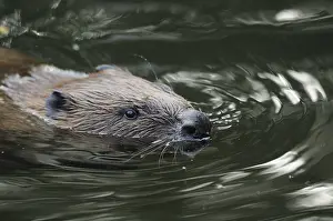 Swimming beaver in moving water