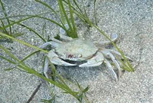Swimming Crab species (Macropipus holsatus)
