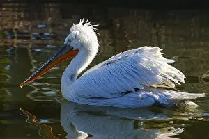 Swimming Dalmatian Pelican (Pelecanus crispus)