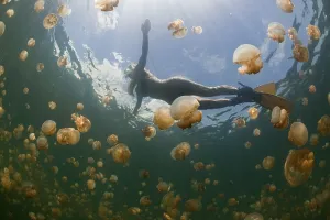 Swimming with harmless jellyfish