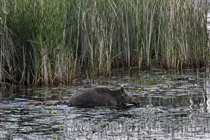 Swimming is not a problem for young animals (Sus scrofa)