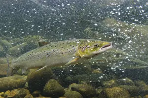 Swimming salmon (Salmo salar) under water