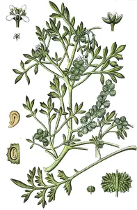 Swine-cress (Coronopus squamatus)