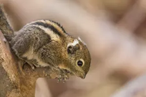 One Swinhoe's striped squirrel