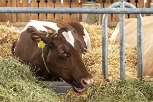 Swiss Fleckvieh dairy cow, Bern, Switzerland