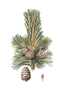 Swiss stone pine, Swiss stone pine, Arbe, Arve, Zirbe or Zirbel, Pinus cembra, Swiss pine, Swiss stone pine, Arolla pine, Austrian stone pine, tree, digitally enhanced reproduction of an original by Aylmer Bourke Lambert (1761 - 1842)
