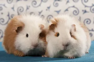 Two Swiss Teddy guinea pigs, pedigree guinea pigs