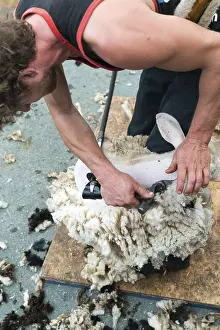 Switzerland, - 12 October, 2019: A detailed view of a shepherd shearing his sheep for the wool