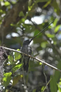 Sword-billed Hummingbird (Ensifera ensifera)