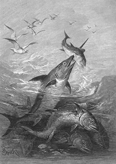 Swordfish hunting tuna, tuna fish