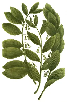 Sybillum salomonis, thistle species