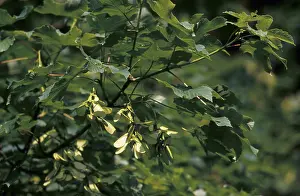 Sycamore (Acer pseudoplatanus)