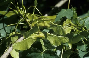 Sycamore (Acer pseudoplatanus)