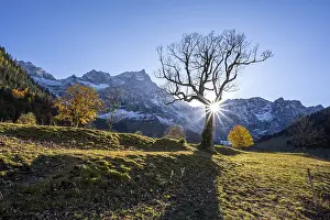 Sycamore without leaves with sun star