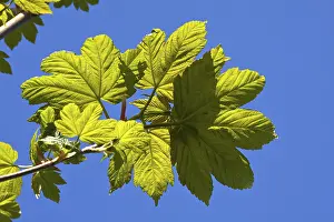 Sycamore Maple (Acer pseudoplatanus)