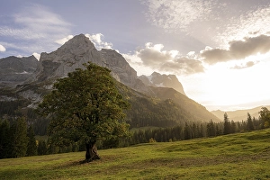 Category Mountain Landscapes Prints: Sycamore maple (Acer pseudoplatanus) with evening light in front of the Wellhorn