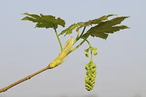 Sycamore maple (Acer pseudoplatanus), flowers