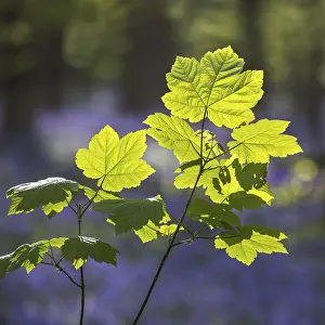 Sycamore maple (Acer pseudoplatanus) leaves in forest in spring