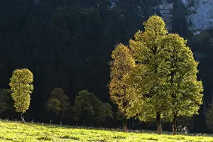 Sycamore maple (Acer pseudoplatanus) shining in the morning light