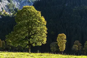 Sycamore maple (Acer pseudoplatanus) shining in the morning light