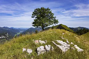 Framed Print : Sycamore maple on the hiking trail to the Koenigsberger Horn