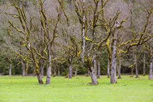 Sycamore maple trees, Acer pseudoplatanus