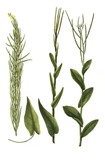 Sylvestris turritis, stem cabbage (Brassica) (Arabis) turrita and Brassica sylvestris ramosa maxima tota glabra