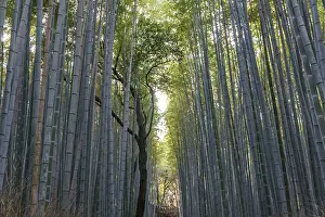 Symmetrical view through tall bamboo forest with a curved tree