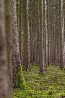 Symmetrically arranged trees in a green forest with moss