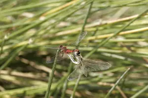 Sympetrum fonscolombei, Early Heidelibel