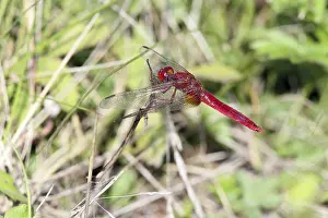 Sympetrum fonscolombii, Red-veined darter