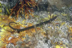 Syngnathus lumbriciformis, Scimitar Snakefish
