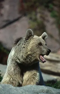 Syrian brown bear (Ursus arctos syriacus)
