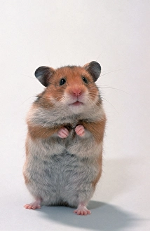 Syrian or Golden Hamster (Mesocricetus auratus)
