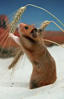 Syrian or Golden Hamster (Mesocricetus auratus)