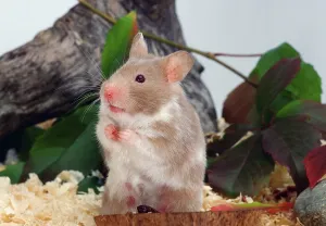 Syrian or Golden Hamster (Mesocricetus auratus)