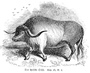 The Syrian Ox, Agriculture, Draft animal