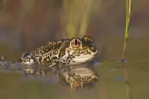 Syrian spadefoot (Pelobates syriacus)