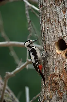 Syrian Woodpecker (Dendrocopos syriacus)