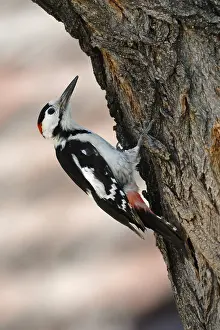 Syrian Woodpecker (Dendrocopos syriacus) male