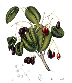 Syzygium cumini, commonly known as Malabar plum