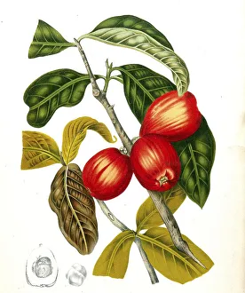 Syzygium jambos, also called rose apple