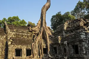 Ta Prohm, Angkor Wat, Angkor, UNESCO World Heritage Site