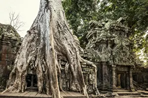 Ta Prohm, Angkor Wat, Angkor, UNESCO World Heritage Site